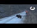 Hunting wild boar in October - driven hunt action