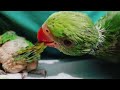 रामा ने कर दिया अपनी पार्टनर को परेशान #myfirstvlog  #lifestyle #dailyvlog #babyparrotvideo