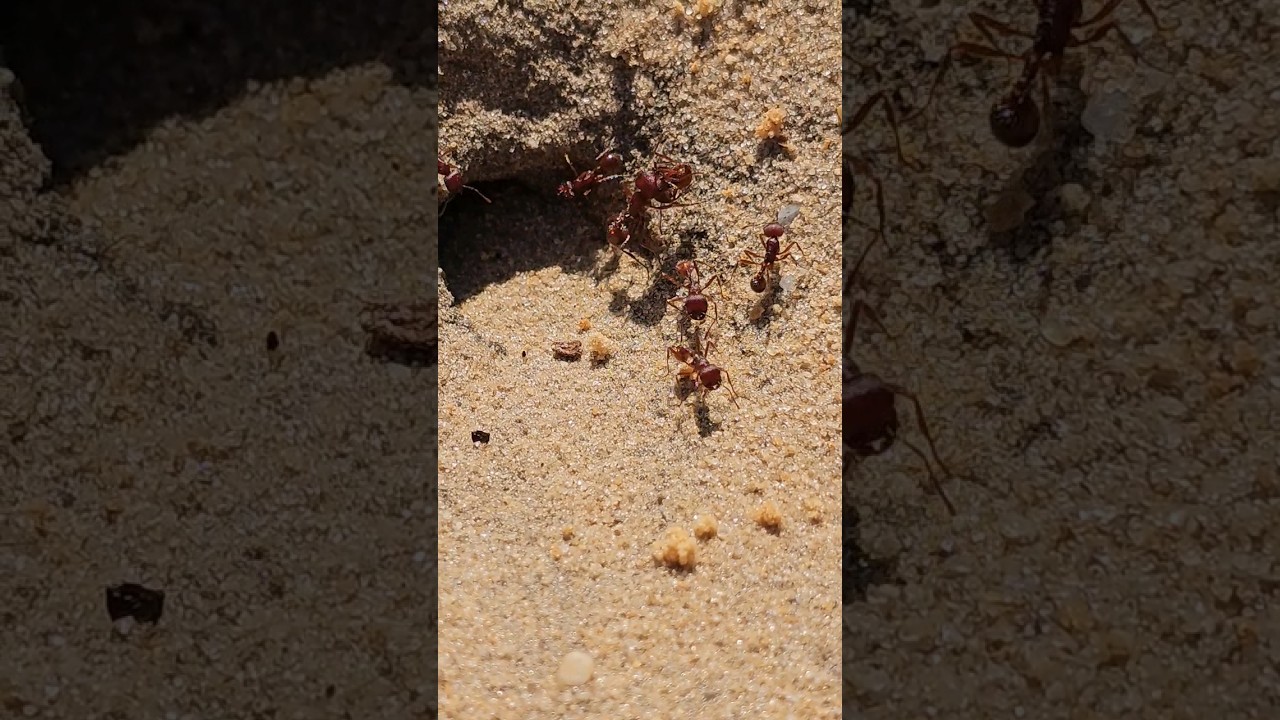 Watch Ants Do Ant Things For 20 Seconds 