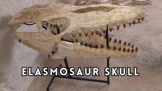 Giant Elasmosaur Skull Unearthed
