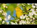 Peaceful Relaxing Music - 24 Hours Stress Relief Music,  "Morning Relaxing" By: The Soul of Nature