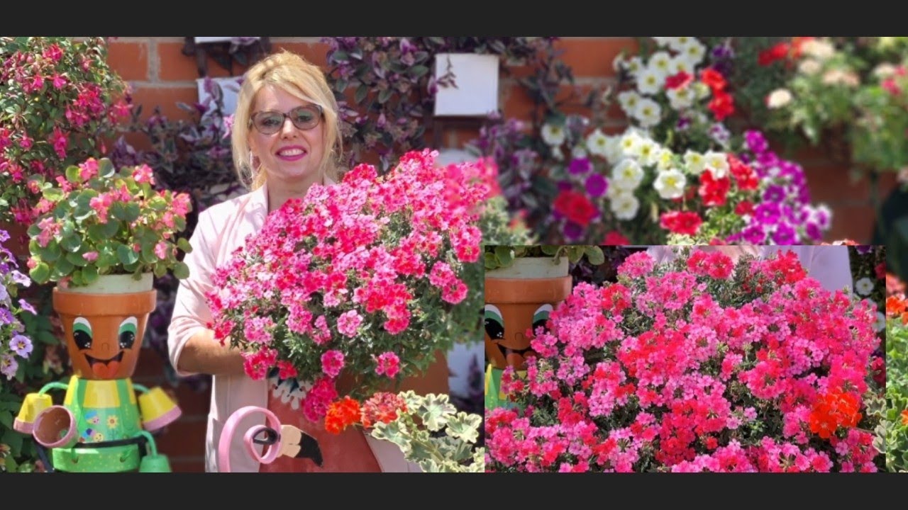 ХАРАКТЕРИСТИКИ ВЕРБЕНЫ размножение полив удобрение местоположение вредители 🌹
