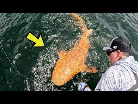 Orange Shark Caught in the Ocean — Scientists Are Shocked!