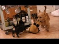 Australian Terrier Zucht von den Grauen Anfurten の動画、YouTube動画。