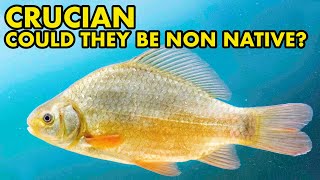 Are Crucians Native to Britain? : FISH MYTHS UK @Chasingscalesspecieshunt
