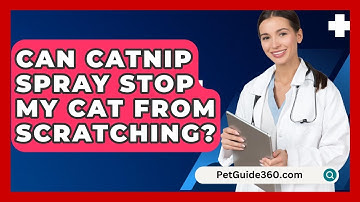 Can Catnip Spray Stop My Cat From Scratching? - PetGuide360.com