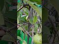 Garden Love # Love grows here # terrace gardening # youtube shorts