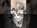 Cute Cat Video Short #FunnyCats#CuteCats#CatVideos#ViralCats#CatShorts