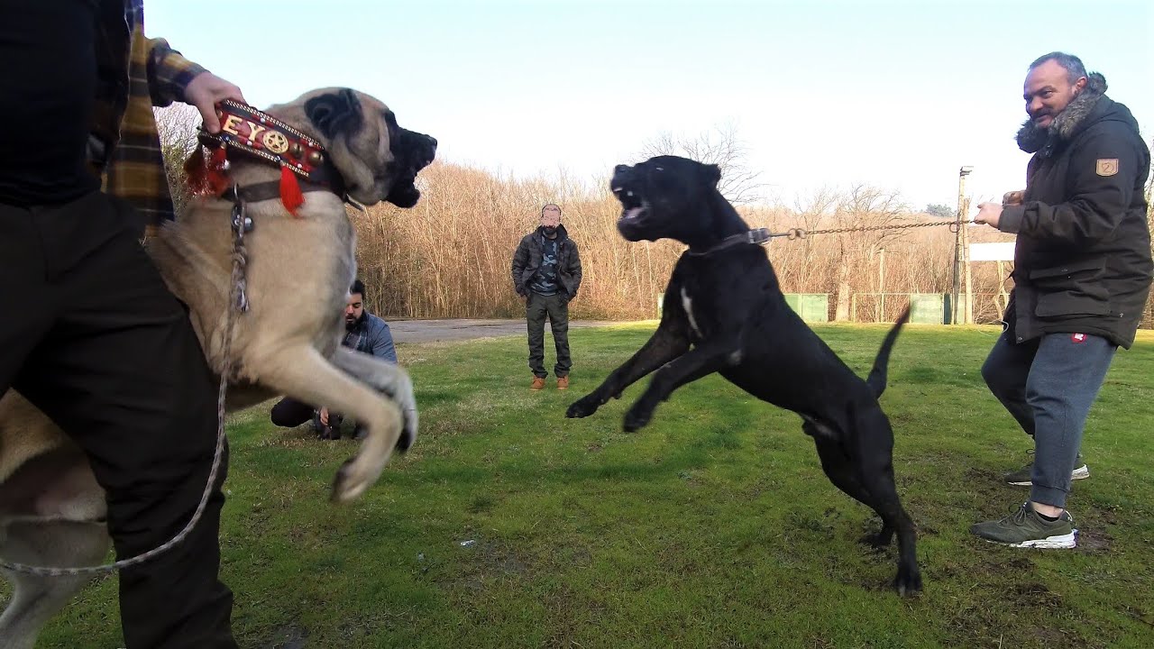 Adamci Kopek Nasil Olur Test Ettik Belkide Yanlis Biliyorsunuz Malakli Kangal Cane Corso Youtube