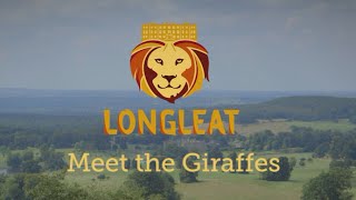 Meet The Giraffes