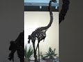 Giant birds, Moa