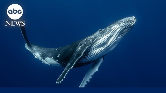 How Baleen Whales Can Sing