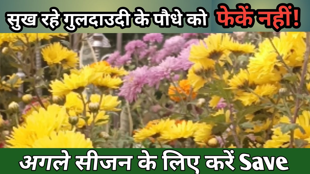 आज ही कर लें यह जरूरी काम | गुलदाउदी को सालों-साल बचाने का राज @Greennerylife 