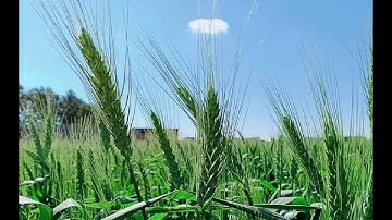 الشيخ عبدالعاطي ناصف رحمه الله \ تلاوة عطرة من سورة الانبياء