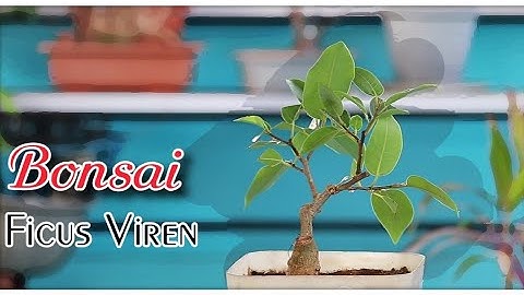 Ficus Viren Bonsai: 2 Year Timelapse Transformation