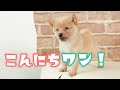 【豆柴】子犬　10/7　男の子♂　摂州宝山荘　mameshiba dog Puppy （mame shiba inu)