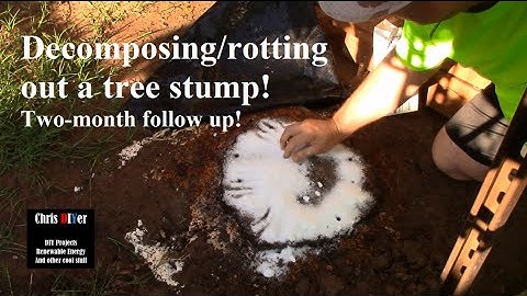 🌳 How to: Killing, Removing, rotting out tree Stumps naturally w/ Epsom Salt (Two-month follow up!)