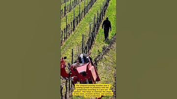 Precision Vineyard Pruning: Mechanical Trimming for Optimal Yield