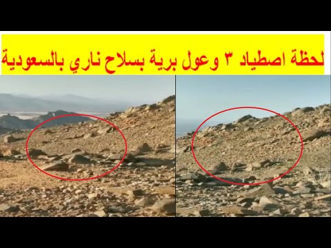 لحظة اصطياد 3 وعول برية بسلاح ناري في ثواني بالسعودية والحياة الفطرية تم القبض عليه
