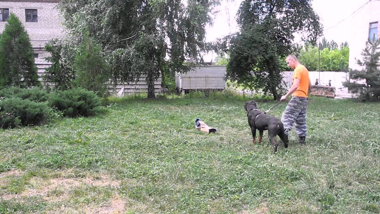 Обучение командам Фас и Чужой, работа собаки по команде.