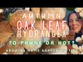DON'T Prune Oakleaf Hydrangea #autumn (DO Deadhead...if you want)