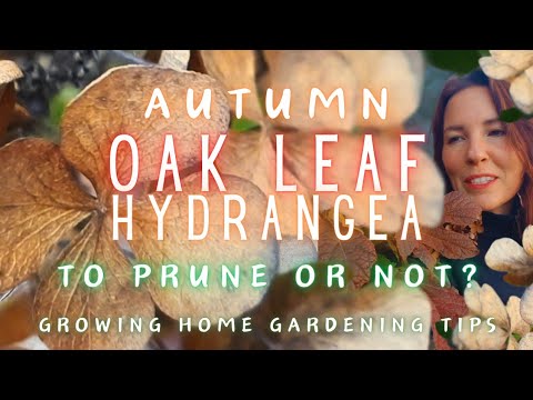 DON'T Prune Oakleaf Hydrangea #autumn (DO Deadhead...if you want)