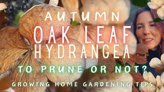 DON'T Prune Oakleaf Hydrangea #autumn (DO Deadhead...if you want)