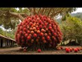 The best way to plant and propagate rambutan trees is by stem cuttings growingfruit