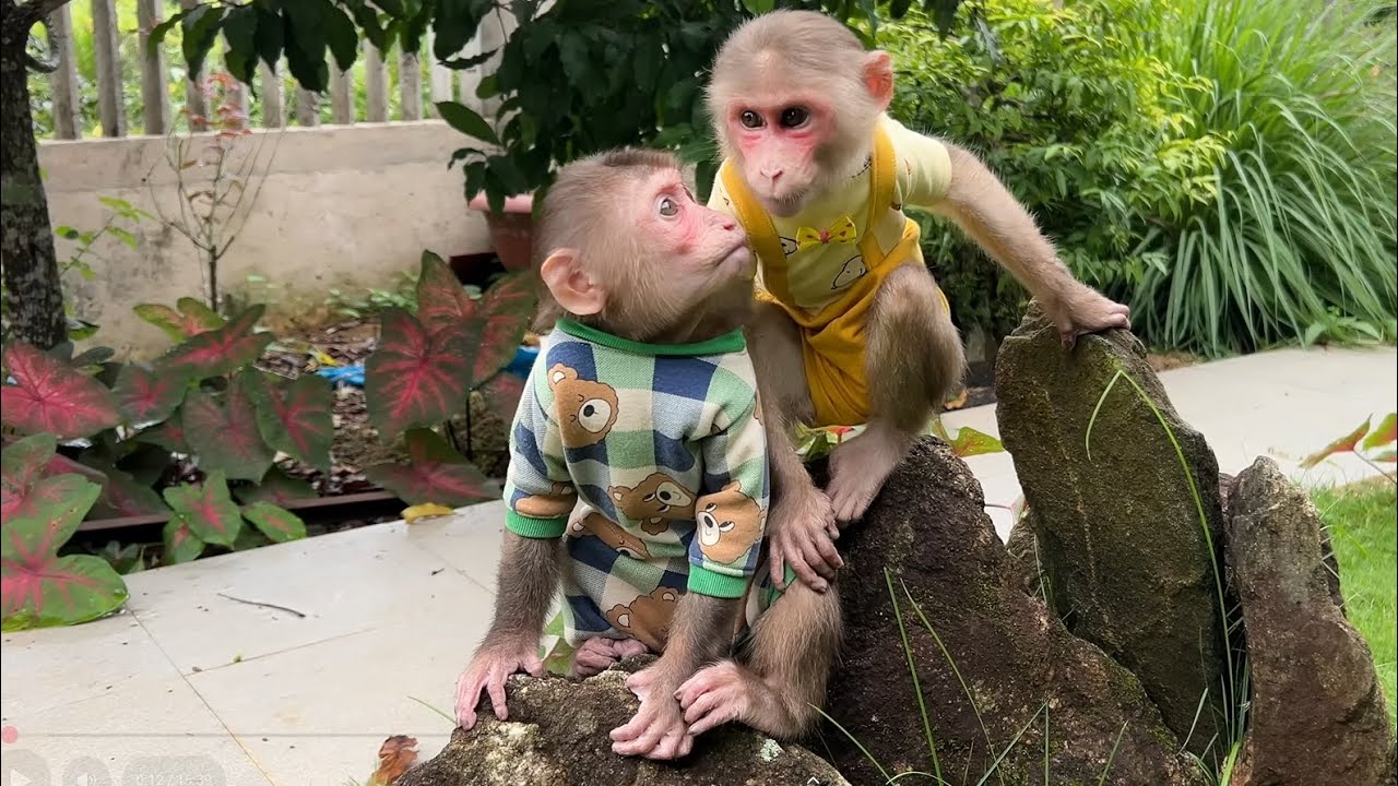 So funny! Monkey Luk makes Cubis misunderstand