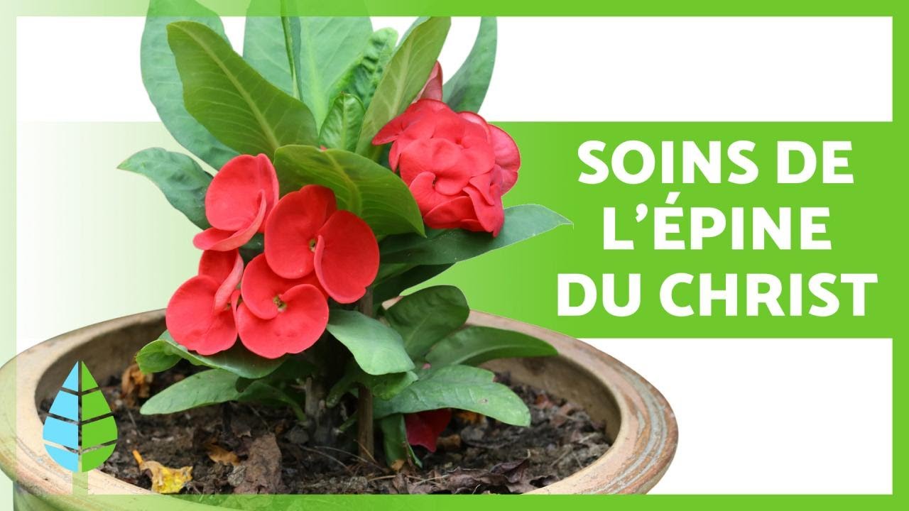 SOINS d'Euphorbia milii (épine du Christ) 🌸 Arrosage, taille