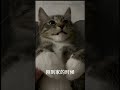 喵~你看我几分像从前 ? ? ?