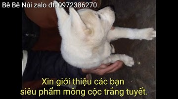 Chú chó Mông cộc trắng tuyết cực là đẹp. beautiful dog. puppy.