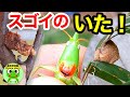 カマキリ日記#51 庭でクビキリギスとカマキリの卵を発見！カマ太郎の卵の現在（3月18日～3月20日）【byおたま日記】