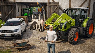 Transport des Vaches et des Oies à L’ABATTOIR + Traite ma...