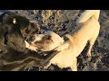 I met two funny homeless dogs on the beach
