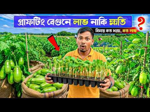 গ্রাফটিং বেগুন চাষে লাভ নাকি ক্ষতি? | VNR 212 বিঘায় কত খরচ ও লাভ ? Grafting Begun chas | বেগুন চারা