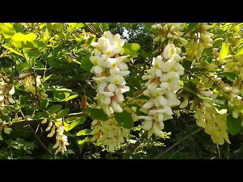 Усе що потрібно знати про акацію Квіти користь та поради використання