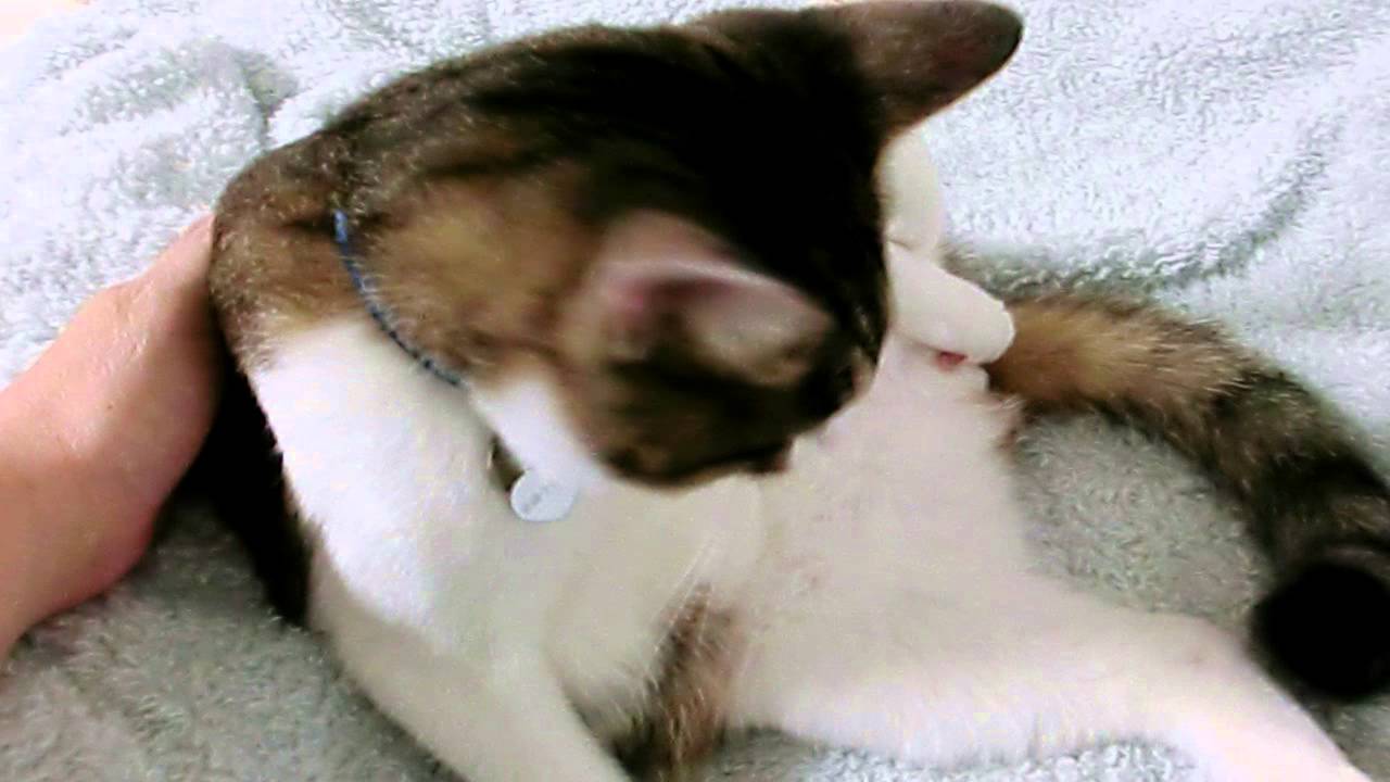猫が自分の性器を吸う意味は どう対応すべき 猫が自分の性器を吸う意味は どう対応すべき