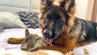 Funny Kitten Loves to play with German Shepherd by The Fluffiest 21,356 views 4 months ago 1 minute, 27 seconds