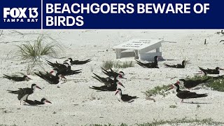 Sharing the beach with an endangered shorebird