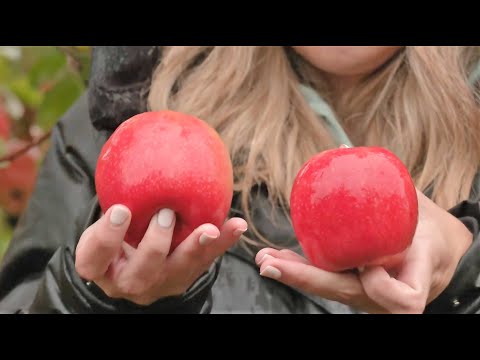 Video: ¿Qué son las manzanas Pink Lady? Aprenda sobre el cultivo de la manzana Pink Lady