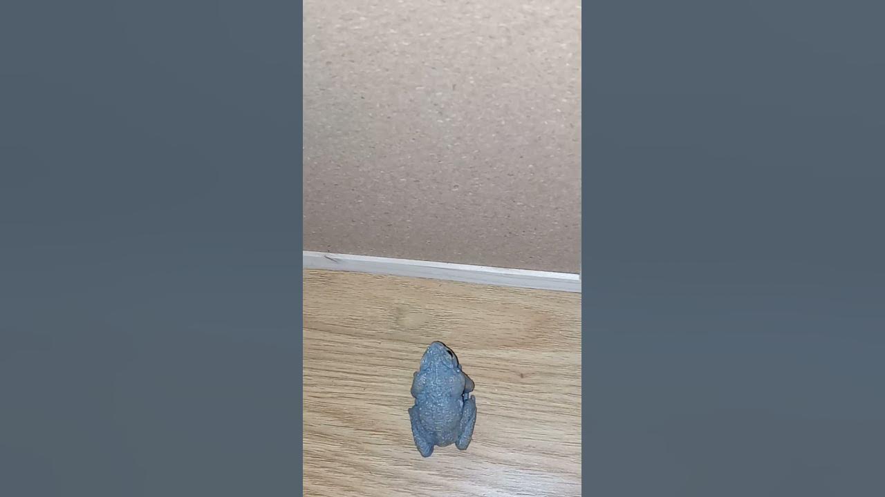Do toads cause warts? YouTube