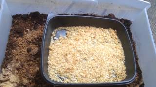 Making IMO 1 2 3 out of brown rice and Growvana , indigenous microorganism experiment 2