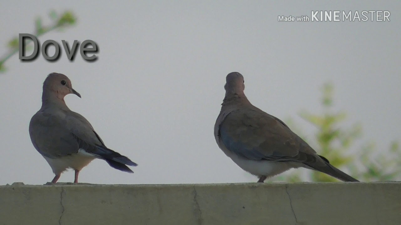 Pleasent Indian Bird Dove Indian Birds Videos fight And Love pleasent-indian-bird-dove-indian-birds-videos-fight-and-love