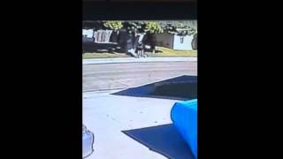 Santa Maria break-in caught on neighbor's surveillance camera