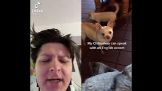 Chihuahua’s English Accent