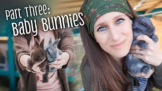 PART 3: Raising baby rabbits  feeding, weaning, & rebreeding the doe