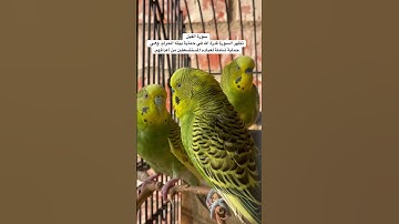 #سورة_الفيل #قرآن فضل السورة في مربع التعليقات #المصحف #الحصري #طيور #البادجي #quran #birds #budgie