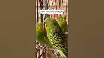 #سورة_الفيل #قرآن فضل السورة في مربع التعليقات #المصحف #الحصري #طيور #البادجي #quran #birds #budgie