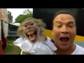 Monkey. Funny Monkeys Compilation Part 1 / Обезьяны. Смешные обезьяны 1